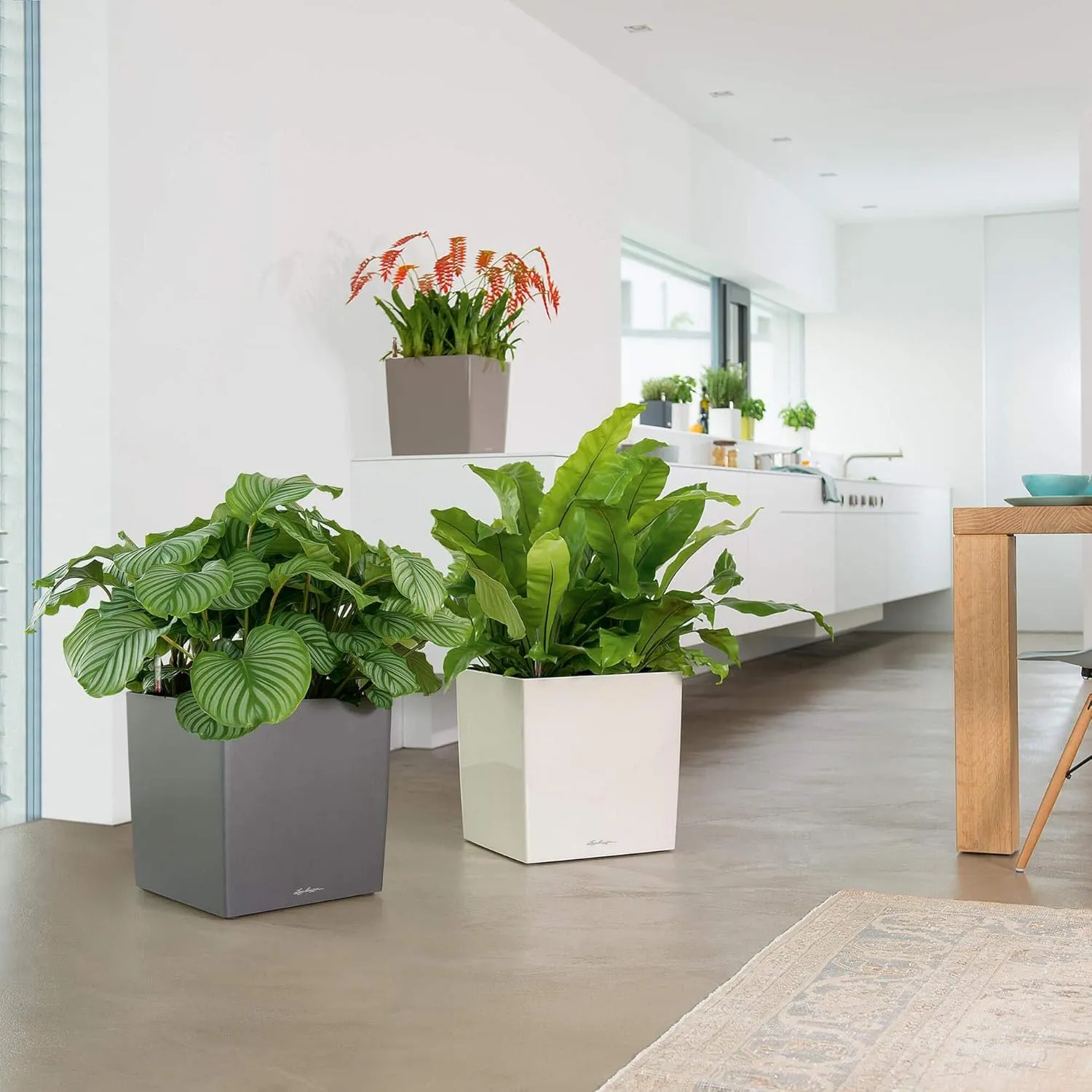 Lechuza Cube 40 Medium Flower Indoor/Outdoor Garden Floor Self-Watering Planter with Drainage Hole with Plant Substrate Contemporary Poly-Resin D40 H40 L40 W40 cm Red 3.37 Kg