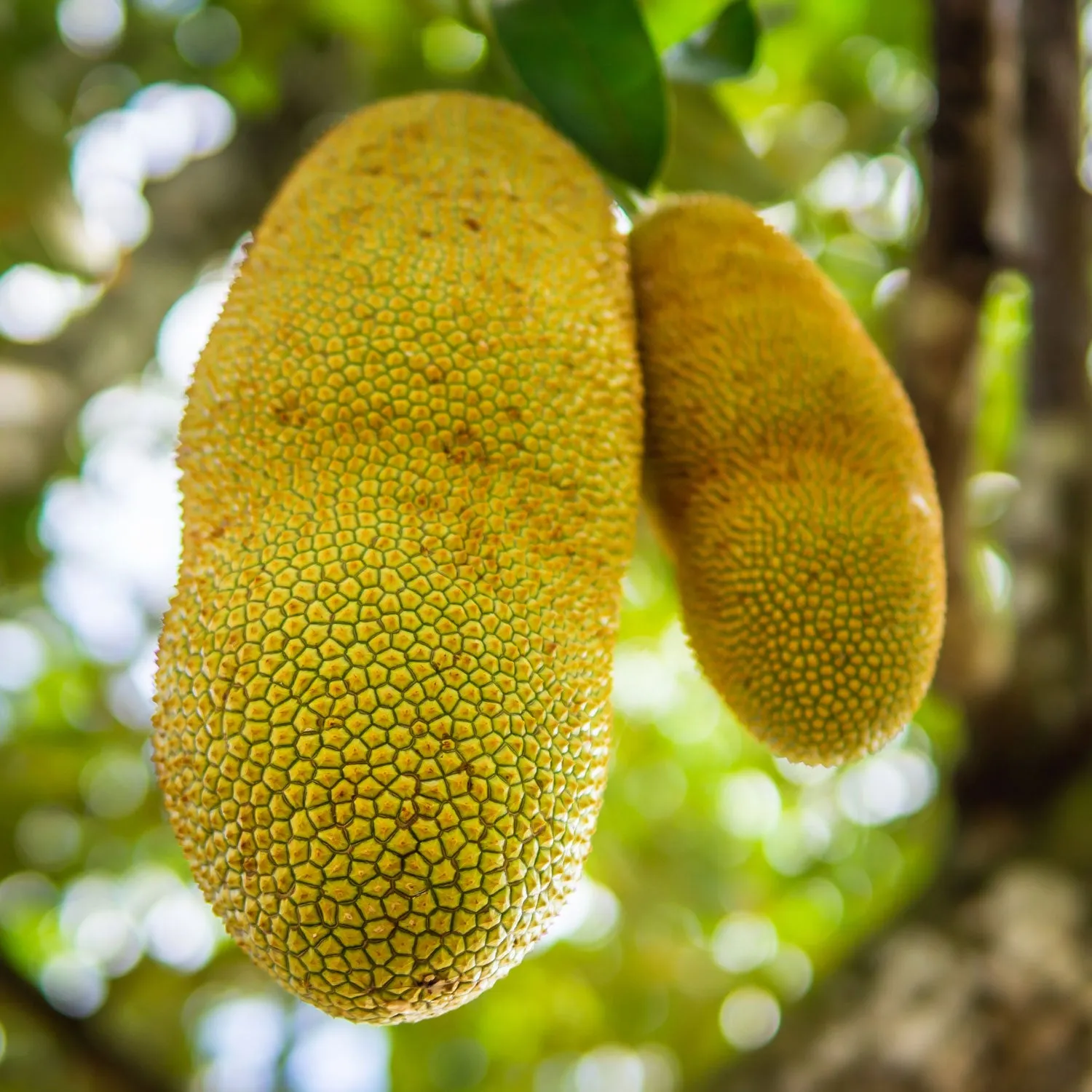 Organic Jackfruit Snack-Sized Pieces Case